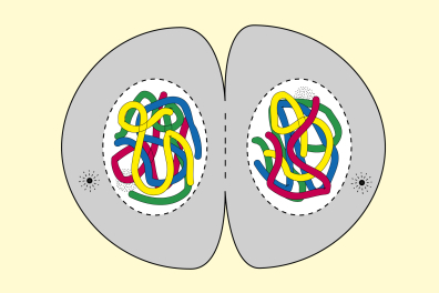 Mitose animale - Télophase (fin) - infographie